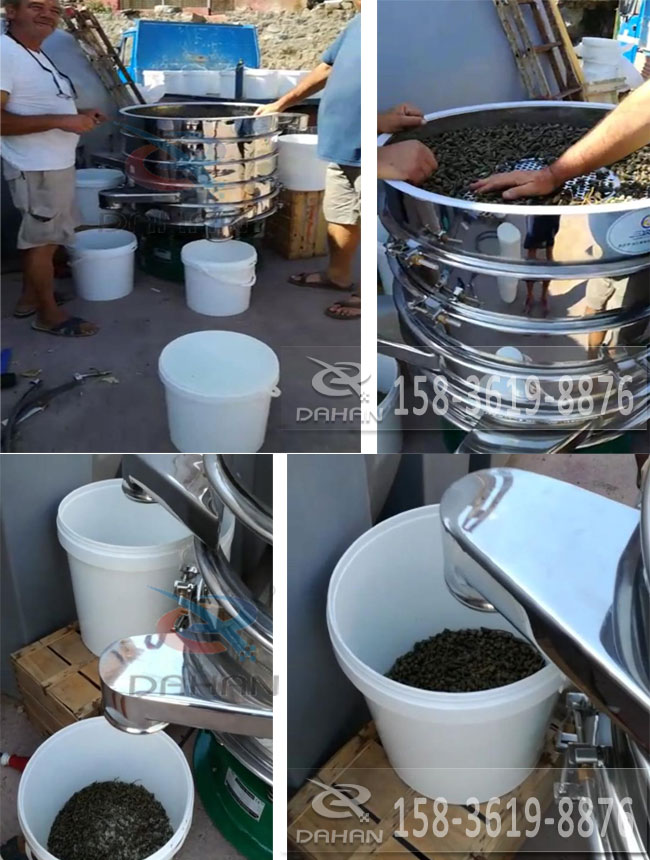 酸豆振動篩分機(jī)試機(jī)效果展示 酸豆振動篩分機(jī)試機(jī)效果展示