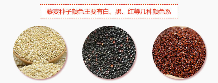 藜麥種子顏色主要有白、黑、紅等幾種顏色系，營養(yǎng)成分相差不大，其中白色口感好，黑、紅色口感相對差些，籽粒也較小。