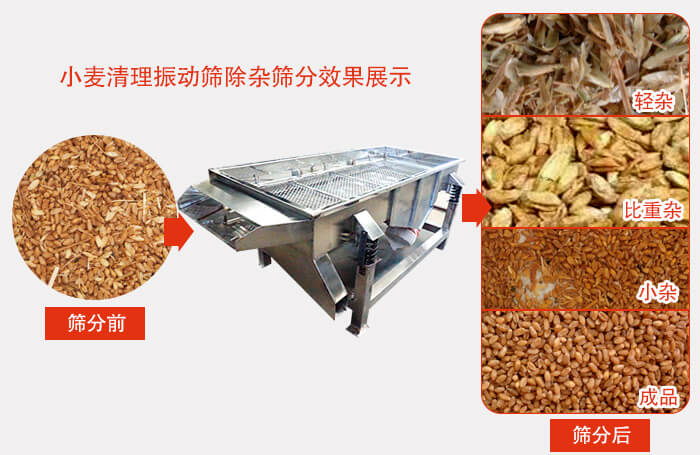 小麥清理振動篩小麥篩分效果展示圖可同時篩分出輕雜，比重雜，小雜，成品等四個等級。